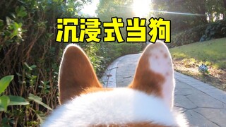 Pasang kamera pada anjing, ternyata beginilah dunia menurut mata anjing