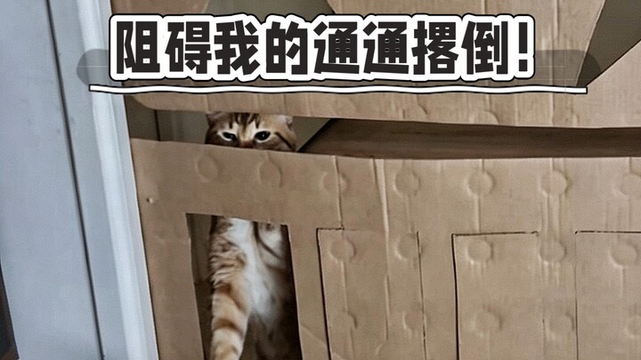 Only a little cat's rules are the real rules!