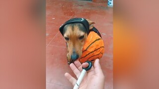 El perrito Uchiha parati viral hazmeviral fypシ foryou xyzbca naruto uchiha sasuke itachi manga anime perro paraemoción emocion perro