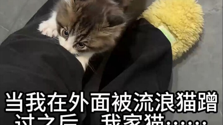 Tối nay cho một chú mèo hoang trắng trong khu ăn, nó còn dụi chân vào mình. Về nhà rồi thì phản ứng 