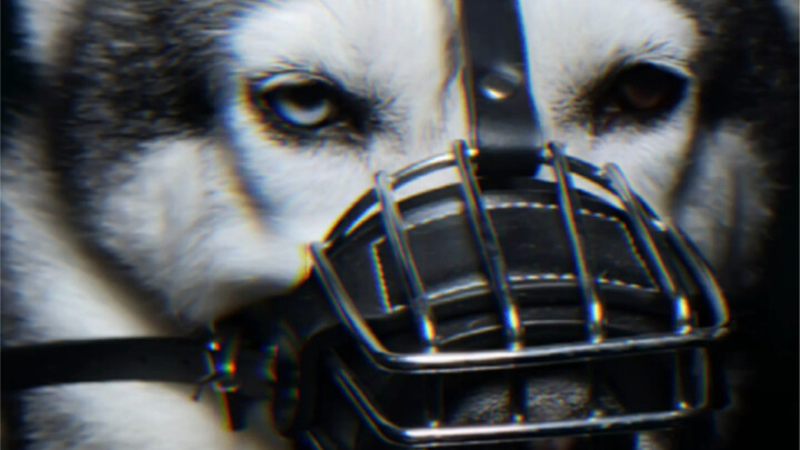 I want to see a dog that looks even cooler than him with a muzzle on.