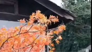 เสี่ยวอู่เยว่ เทพธิดาน้อยเกิดใหม่