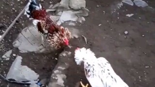 ayam