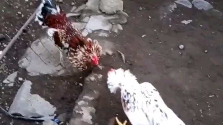 ayam