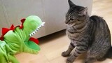React: Lustige Katzen Compilation