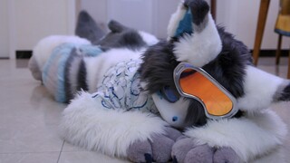 "The secret hidden in paw pads..."