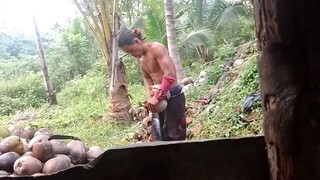 Coconut harvest of titay