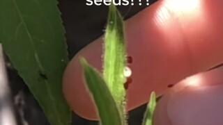 يكفي لمسة خفيفة واحدة فقط لتنطلق بذور "نبات الحميض" بعيدًا.