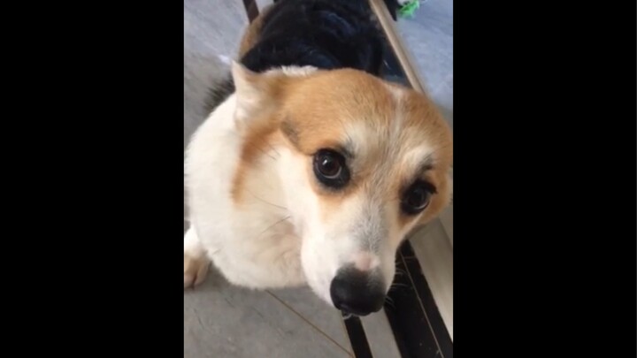 My Mom’s Ineffective Dog Training