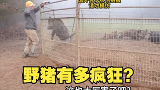 野猪有多疯狂？