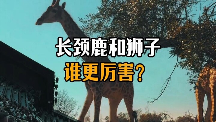 Rajawali dan singa, siapa yang lebih kuat?