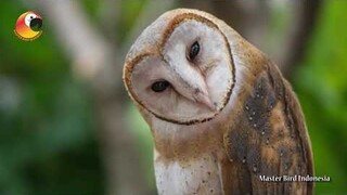 Tyto Alba Sang Pemburu Handal