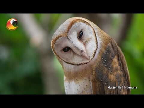 Tyto Alba Sang Pemburu Handal