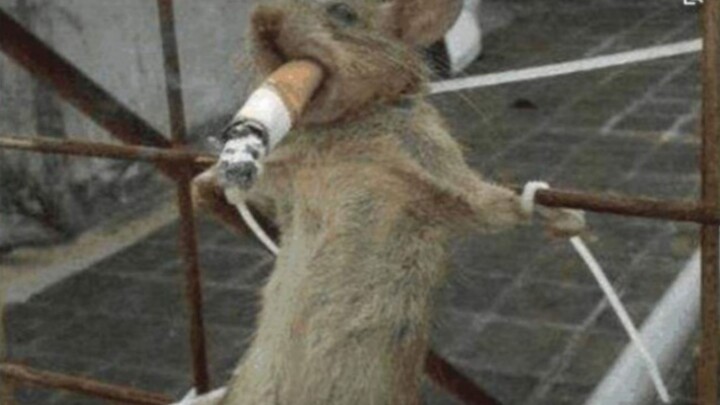 Vila Pembasmian Tikus