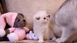 [Hewan]Interaksi menarik antara induk kucing dan bayi kucing