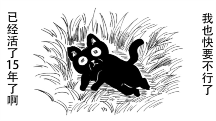 แมวแก่ที่อธิษฐานให้เด็กสาวผู้เก็บมันขึ้นมาได้มีความสุข