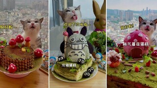 รวบรวมวิดีโอแมวน่ารักและตลก 😍🐶 แมวไม่ใช่แค่สัตว์แต่ยังเป็นเพื่อนกัน - ตอนที่ 174