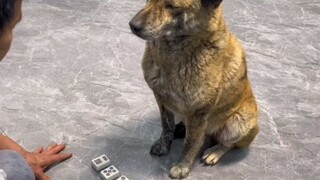 หมาตัวนี้ขอยืมไปใช้ที่มาเก๊าหน่อยนะ