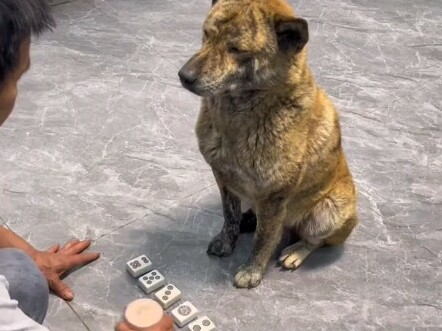 这狗借我去澳门用用。