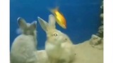 kelinci laut 😅😅