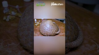 Isang pangolin, ni-rescue mula sa grassfire sa Palawan! #shorts | Born to be Wild