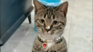 纯种狸花猫是没有主人这个概念的。。。