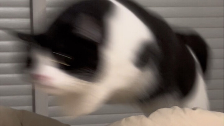 The Cow Car Creator Incident