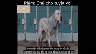 Tóm tắt phim: Chú chó tuyệt vời p2 #VideoHayNhất