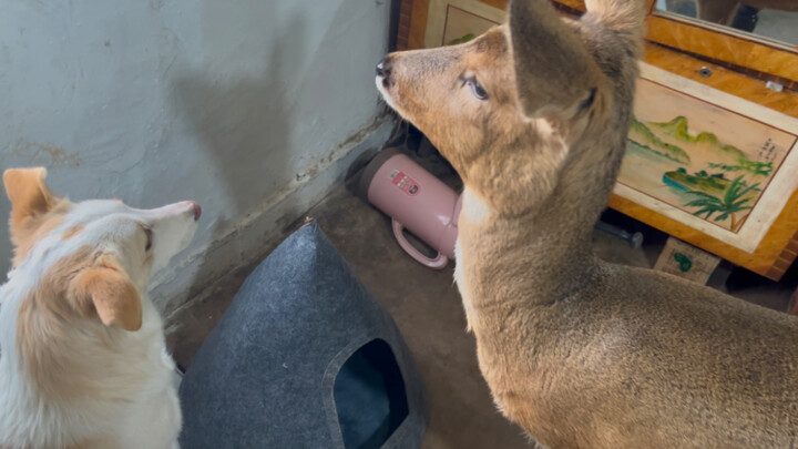 Let Lao Deng feel the power of wisdom