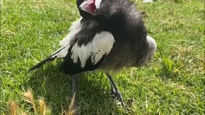 Australian magpie sunbathing on the lawn!