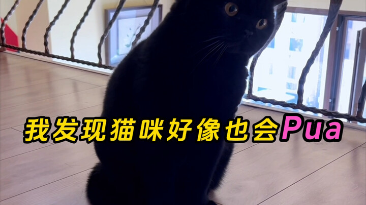 ฉันค้นพบว่าเหมียวก็พุชอ่ะ