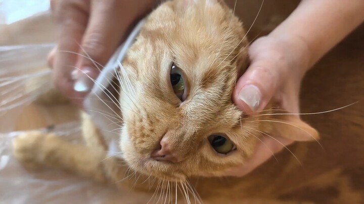 นิ่่่งๆส้มฉุน #cat #catsofinstagram #cats#catstagram#catlover #catlovers#instacat#meow #kitten