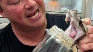 So this is how snake venom is extracted?