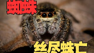 把蜘蛛的蛛丝掏空，会不会丝尽蛛亡？