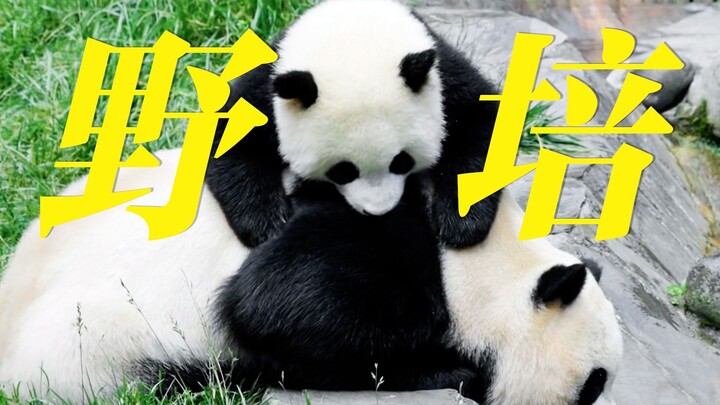 Inilah makna dari budidaya alami! Saat ada yang menangis histeris di depan kamera, mereka justru men