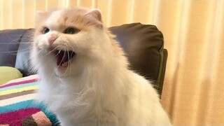 😂 Funniest Cats and Dogs Videos 😺🐶 || 🥰😹 Hilarious Animal Compilation №207