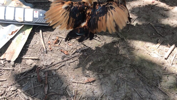 Spar 7 months micro bantam
