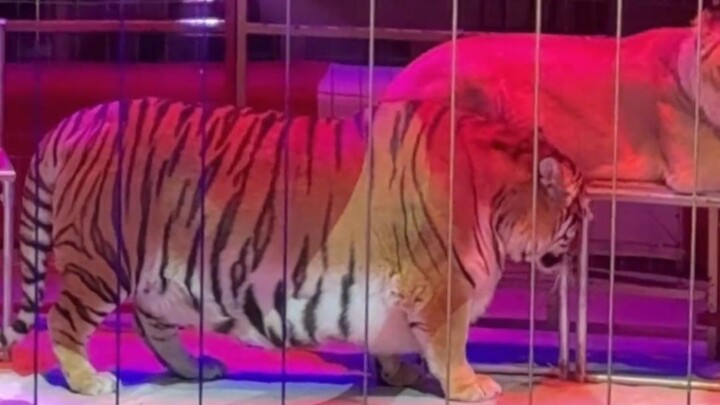 You’re telling me this semi-trailer is a tiger?!