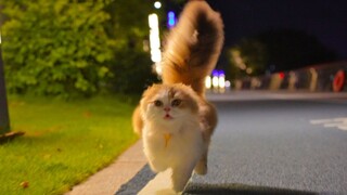 一只能跟着你迎风蹦跑的小猫咪，但顺拐