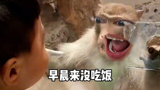 Monyet: Namamu Monyet?