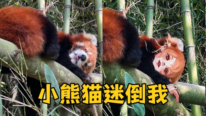 Isn’t it wrong to keep daydreaming about little animals? Panda bear anthropomorphized—just sharing s