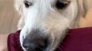 Comfort Dog: Please don't hurt yourself