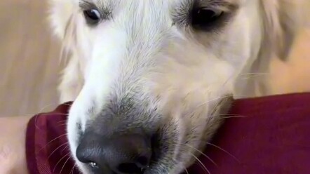 抚慰犬：求你别 别伤害自己