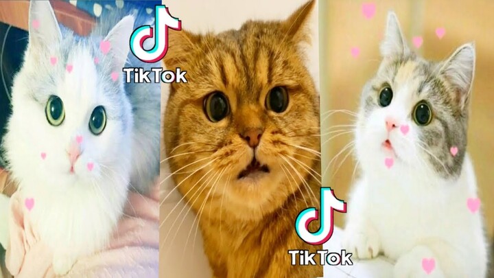 Kucing Lucu bisa Joget Ngakak abis - Aleasigi the sister