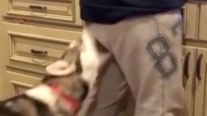 [Animals][Remix]Cute and confusing behaviors of huskies