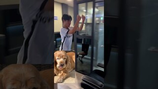 The endings 😂 w/ dog reaction #shorts #funny #fails #compilation