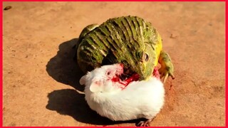 African Bullfrog Tries To Eating Adult Mice, / Warning Live Feeding.