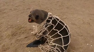 Chú cá Julius nhỏ bé được giải cứu khỏi lưới đánh cá [Đội bảo tồn biển Namibia]