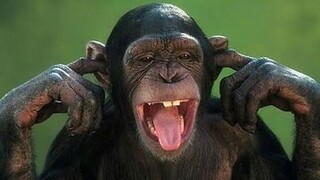 Aren't monkeys just the funniest? - Funny monkey compilation