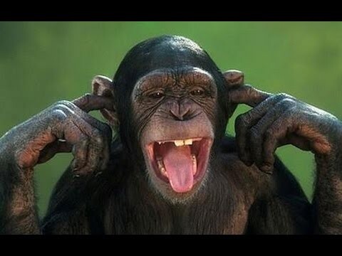 Aren't monkeys just the funniest? - Funny monkey compilation - Bilibili